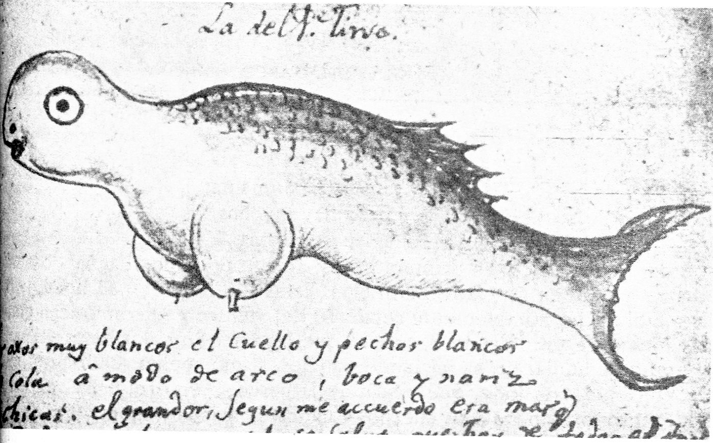 El pez mulier – Mitología natural